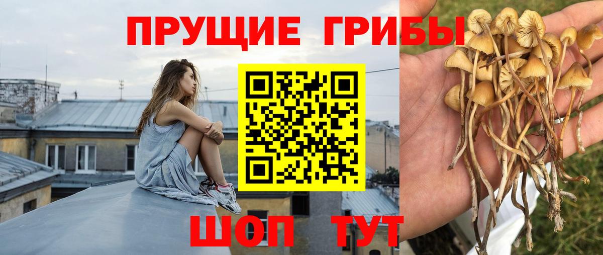 Галлюциногенные грибы GOLDEN TEACHER  Галлюциногенные грибы Psilocybine cubensis  Зеленогорск  Вход с VPN 
